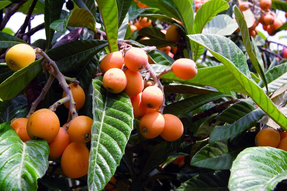 Super Fruit