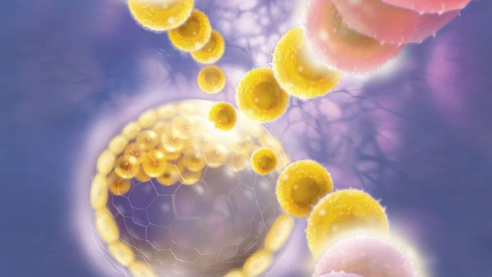 Cell Block: The Vast Promise And Limits Of Stem Cell Medicine