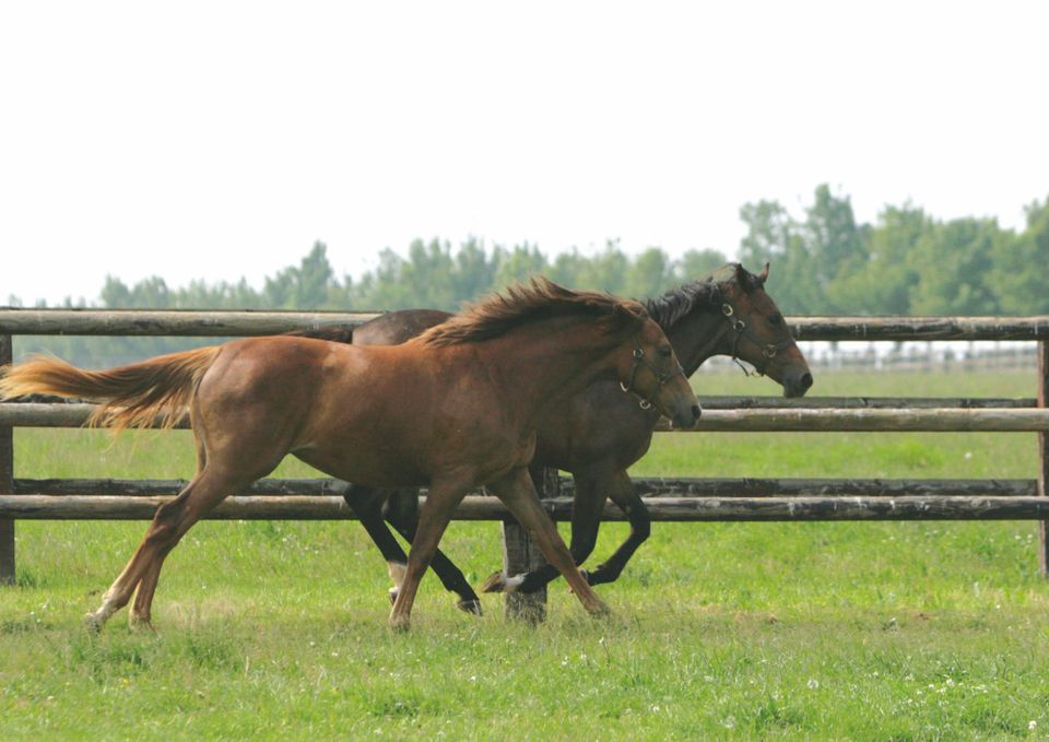 Hidden Within the Countryside of Normandy is a Lebanese Politician’s Idyllic Horse Breeding Estate