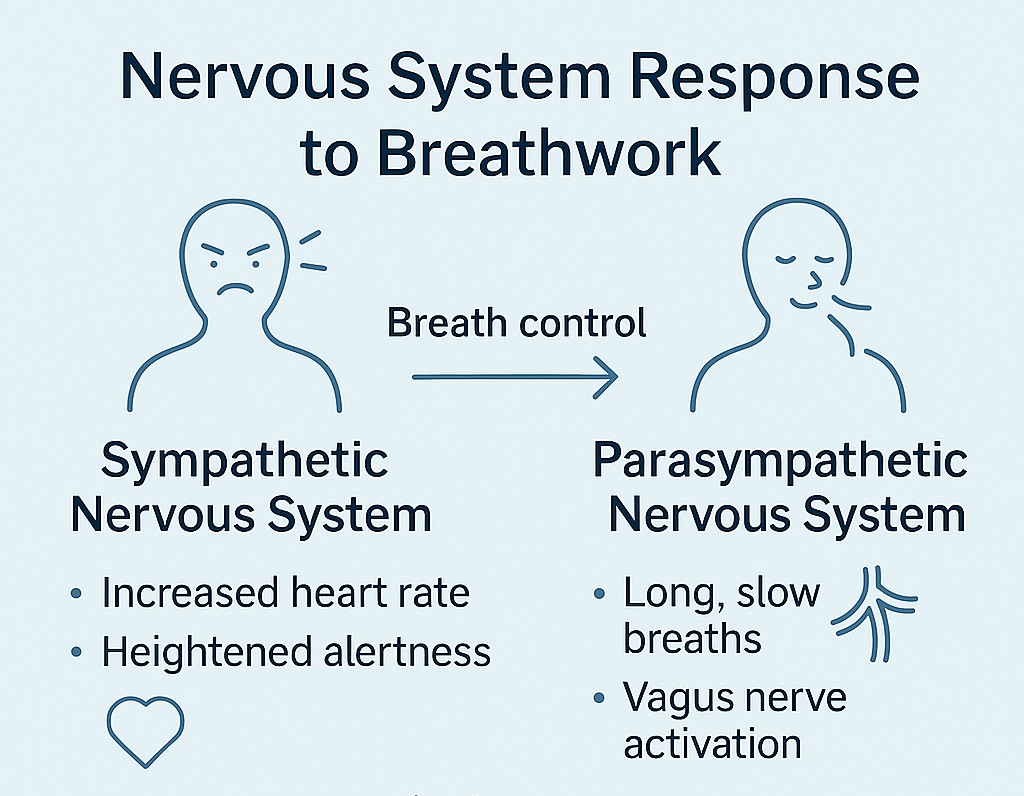 Diagram showing breath control shifting the nervous system from stress (sympathetic) to calm (parasympathetic) through vagus nerve activation