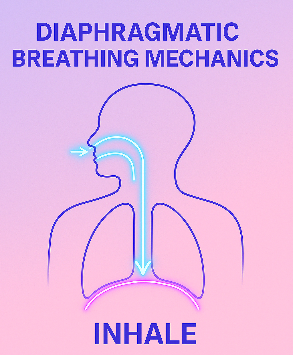 Illustration of diaphragmatic breathing mechanics showing air entering through the nose and pushing the diaphragm downward during inhalation, in a minimalist synthwave style with glowing arrows and BreathScience Lab logo