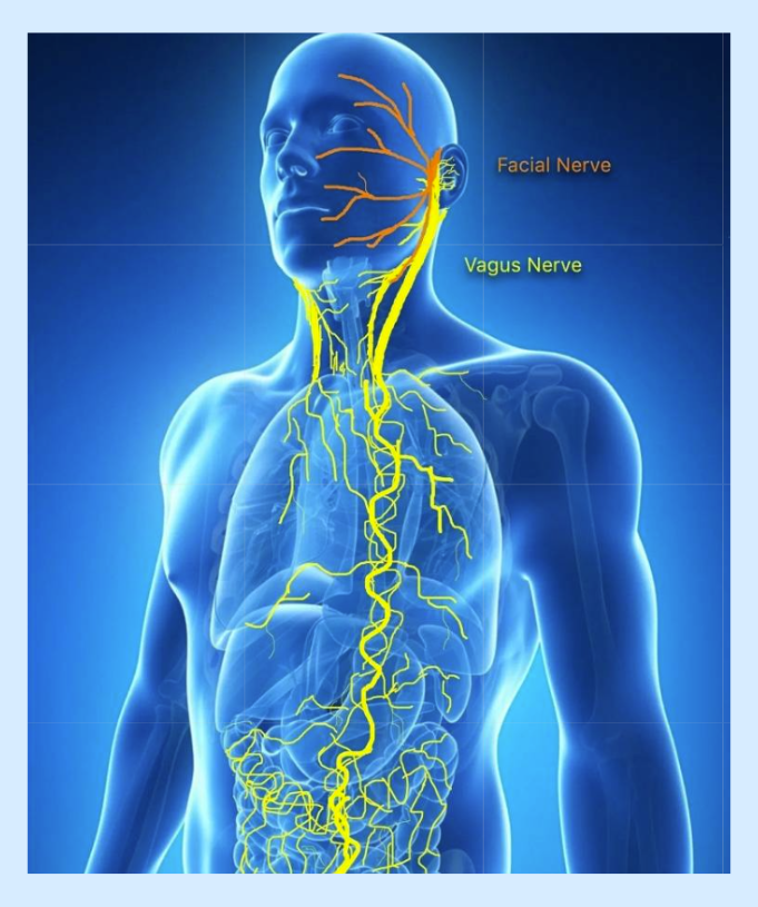 Simplified anatomical illustration of the vagus nerve (highlighted in yellow) branching from the brainstem through the chest and abdomen, showing its connection to the heart, lungs, and digestive organs