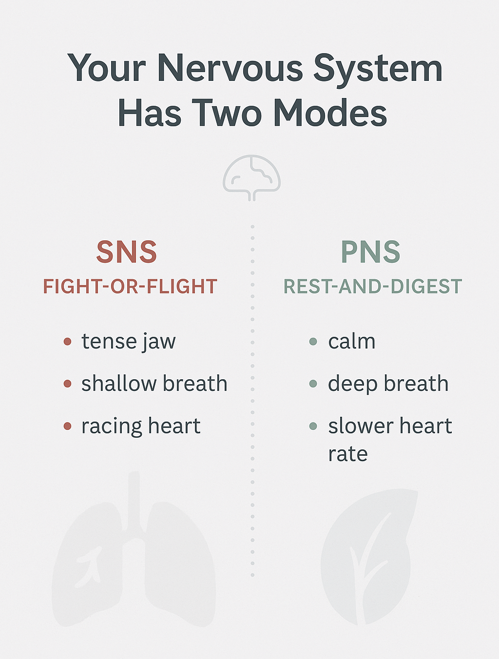 Diagram showing the two branches of the autonomic nervous system: sympathetic and parasympathetic