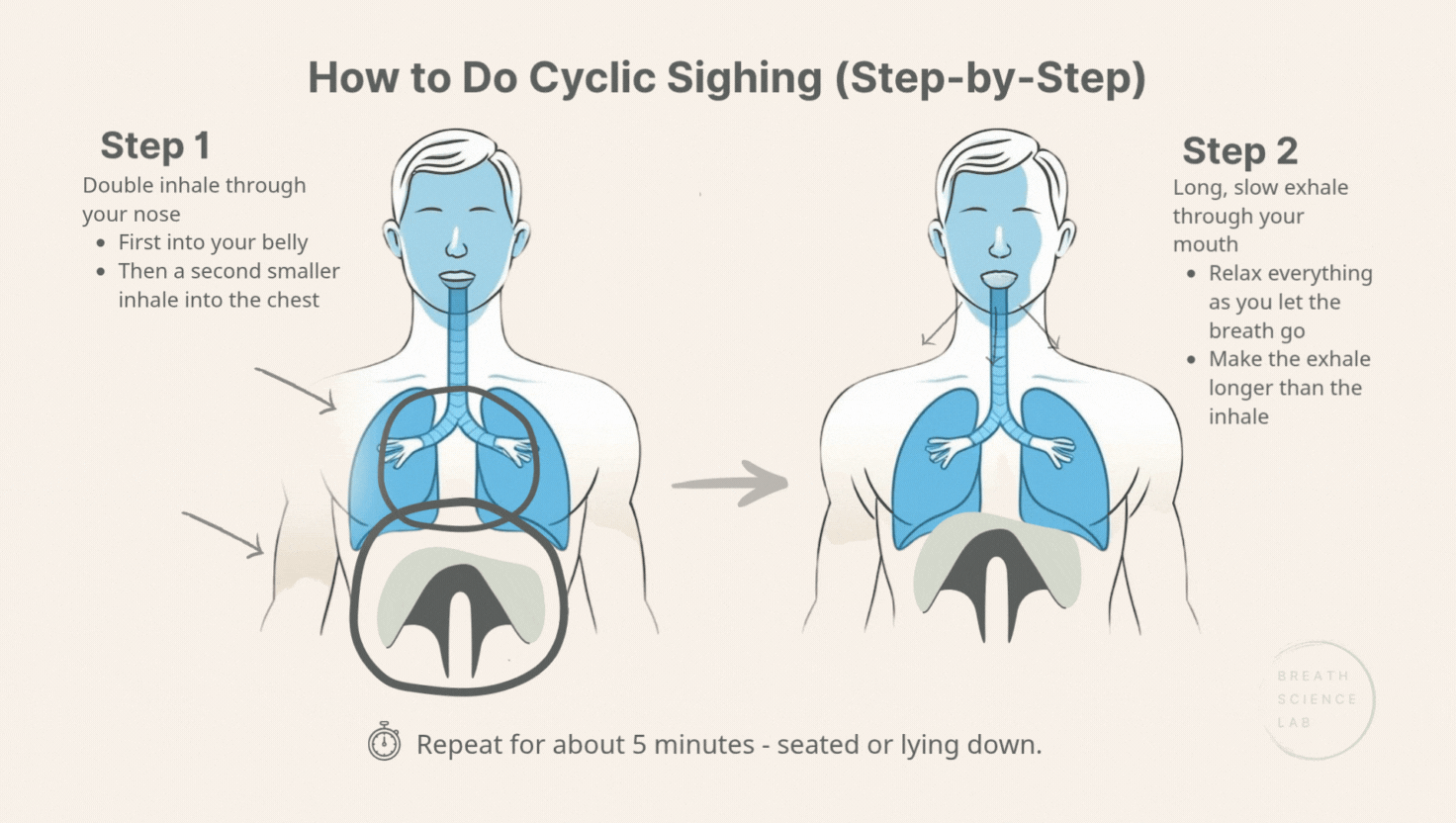 Illustration showing how to do cyclic sighing breathwork in two steps: Step 1, double inhale through the nose first into the belly then chest; Step 2, long slow exhale through the mouth. Includes diaphragm and lung anatomy with airflow arrows.