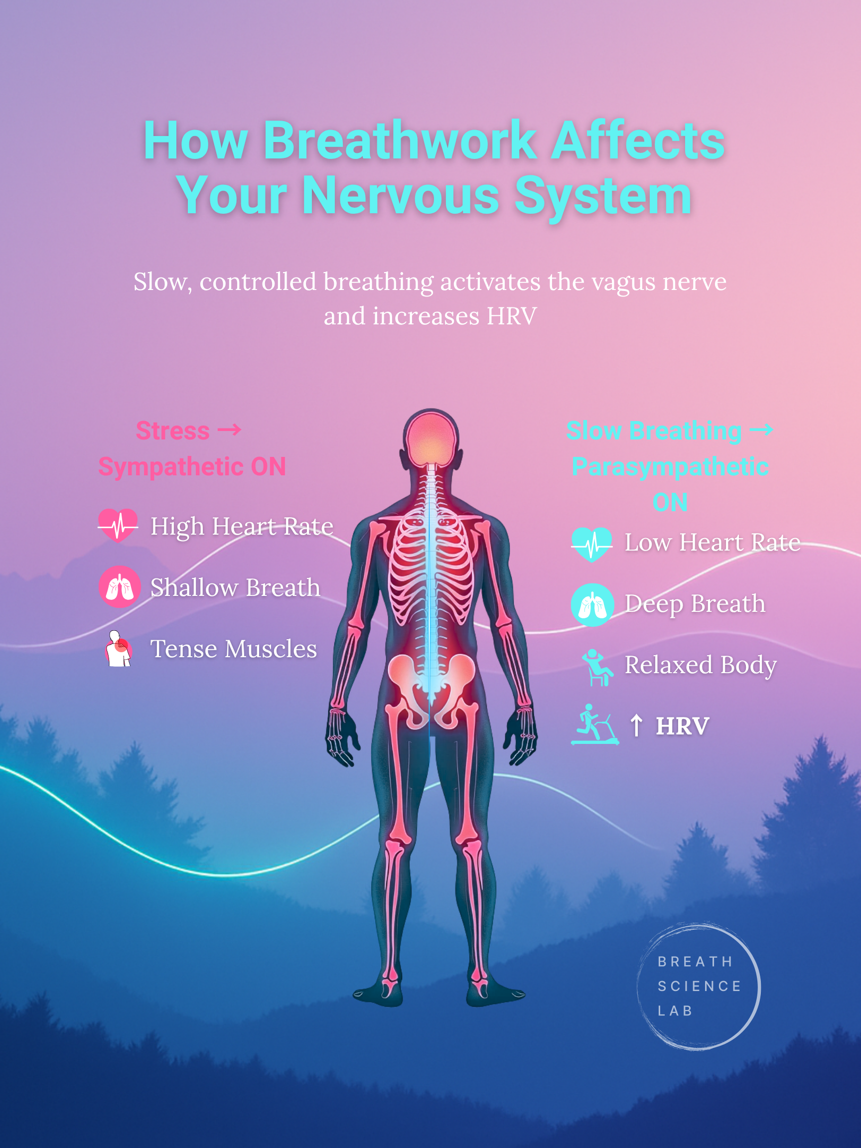 Diagram showing how breathwork shifts the nervous system from stress (sympathetic) to calm (parasympathetic), with a human figure and key effects listed on each side.