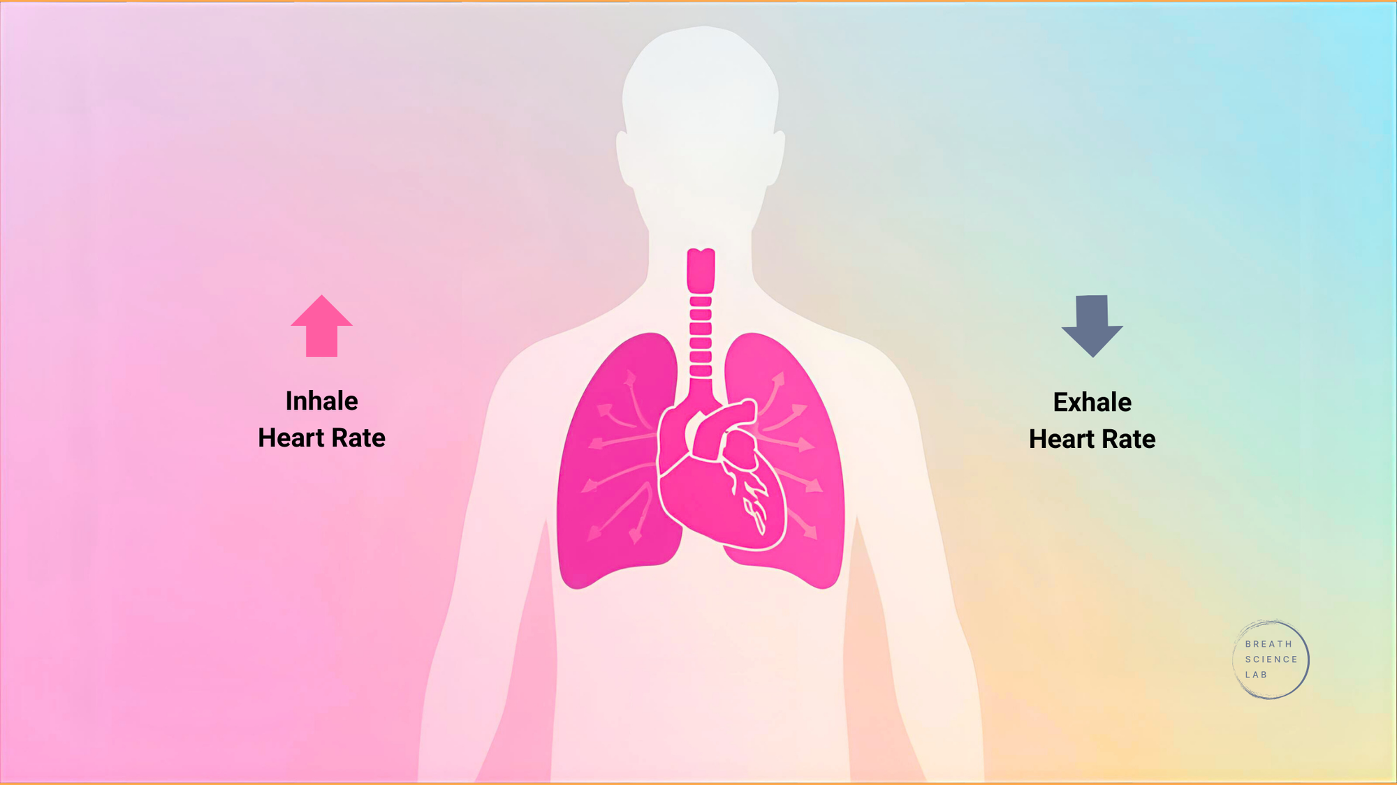 Diagram of lungs, heart, and vagus nerve with arrows showing how inhale increases heart rate and exhale decreases it.