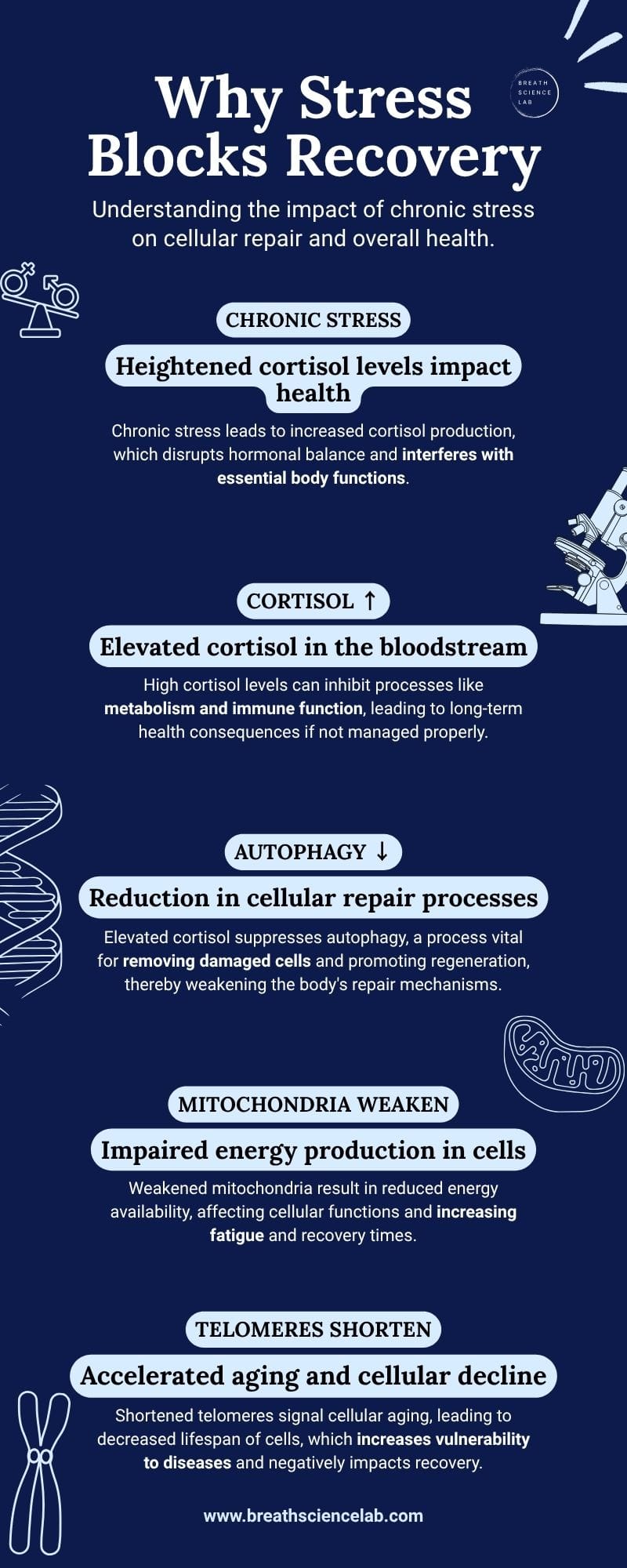 Infographic explaining how high cortisol suppresses autophagy, weakens mitochondria, and accelerates aging