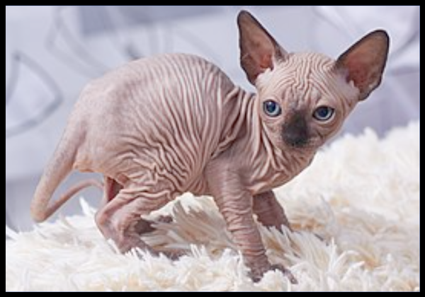 Vulnerability of NFT's.