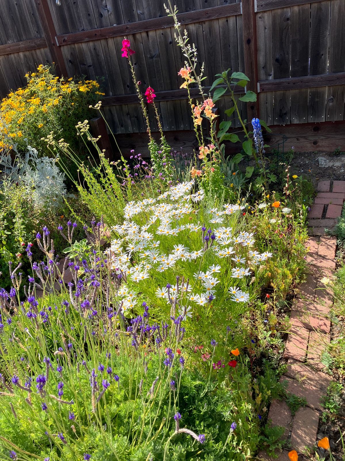 Jenny's Ever-Changing Garden