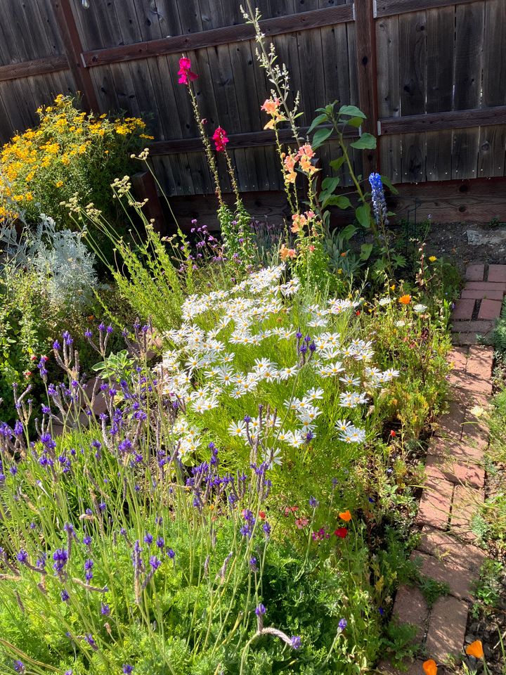 Jenny's Ever-Changing Garden