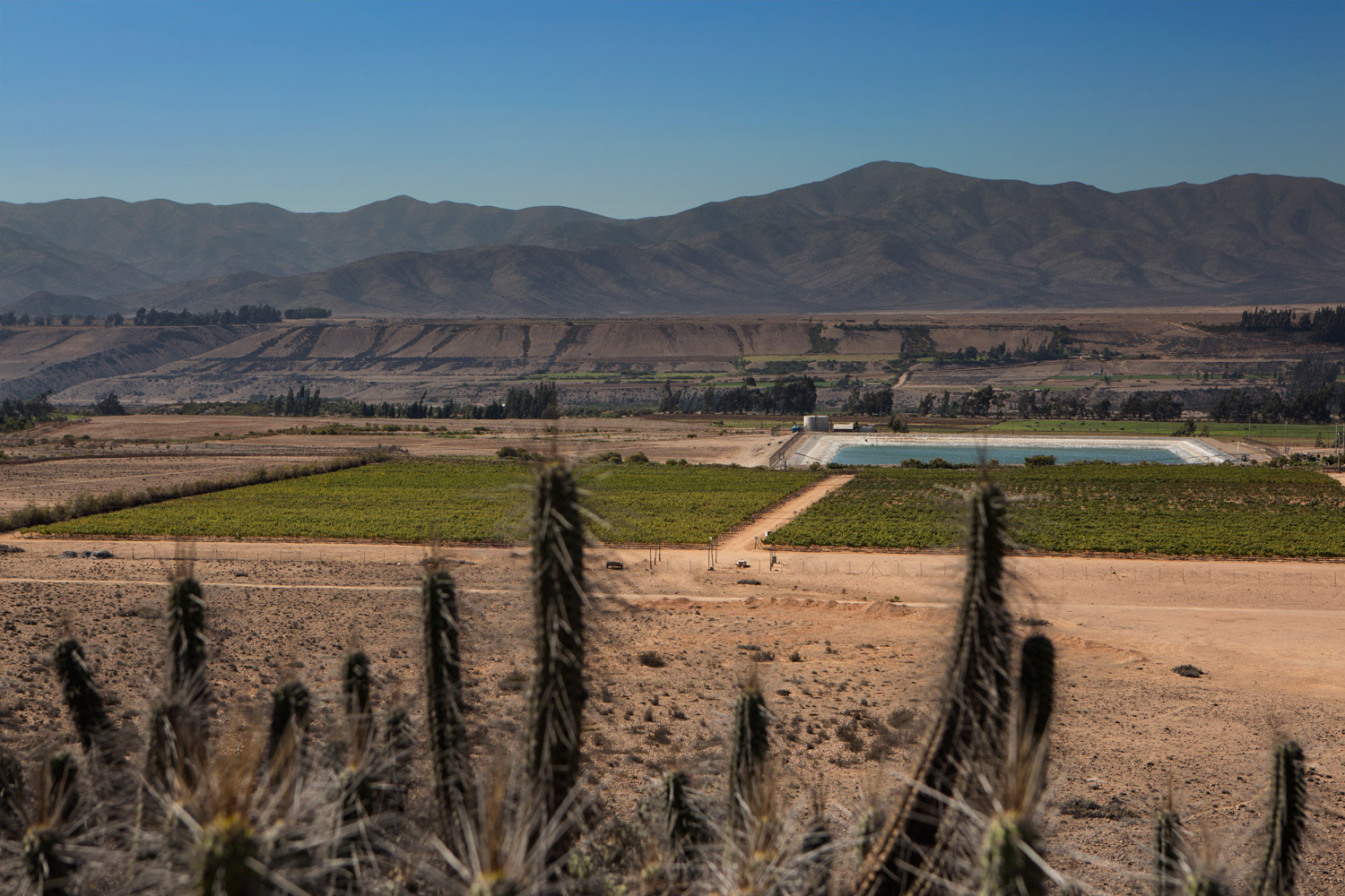 Atacama vineyard