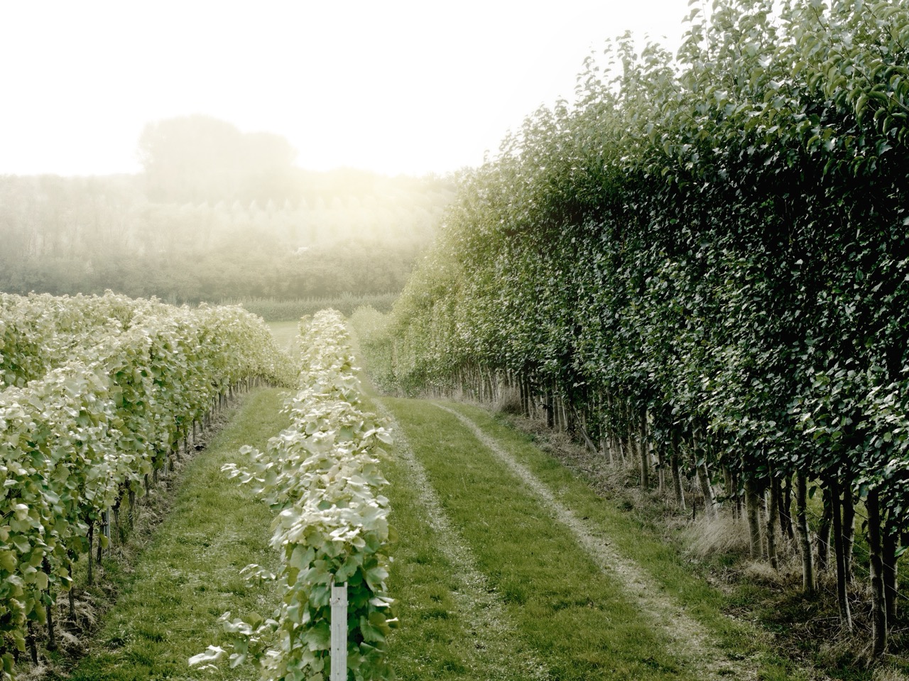 Domaine Evremond Vineyards