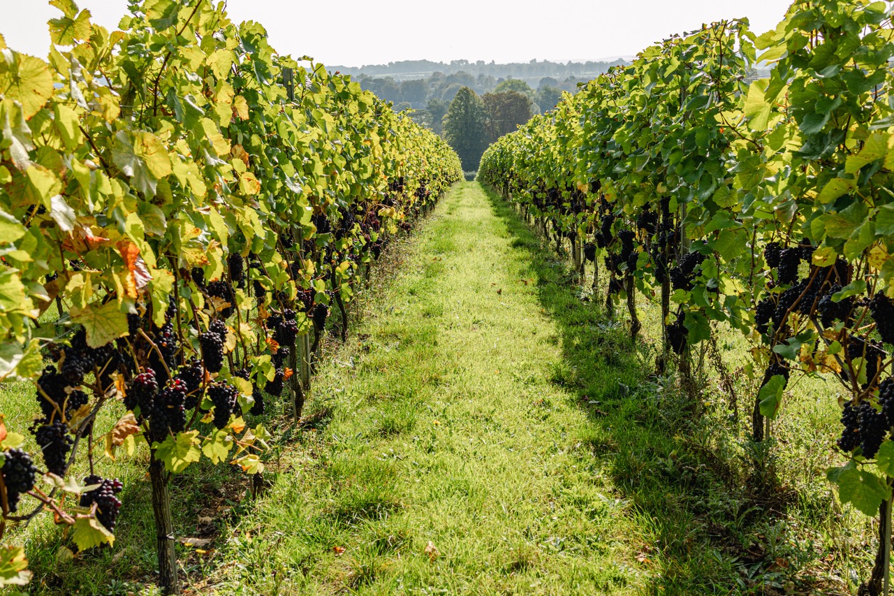 Louis Pommery Vineyards