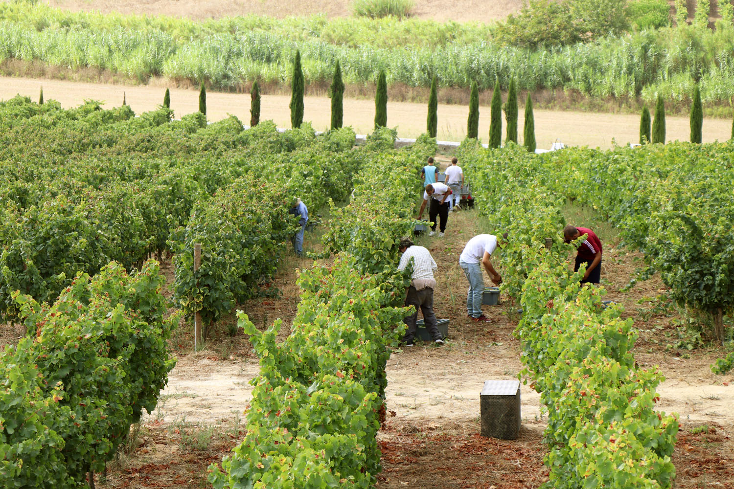 Harvest at Cas Amaro