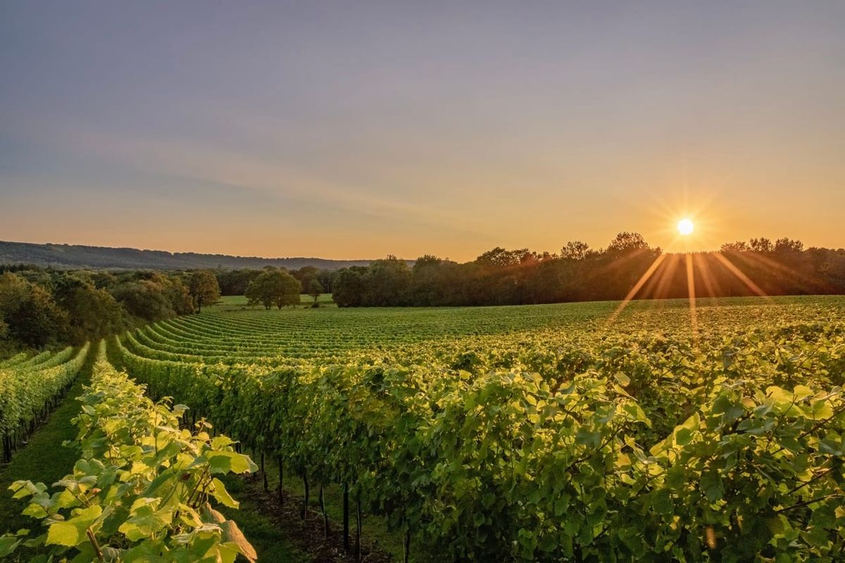 Roebuck Estate - Refined Wines