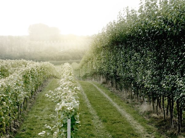 Domaine Evremond - Kent's Answer To Champagne