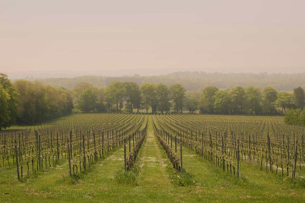 English Wines: Best Vineyards, Regions & Top Producers