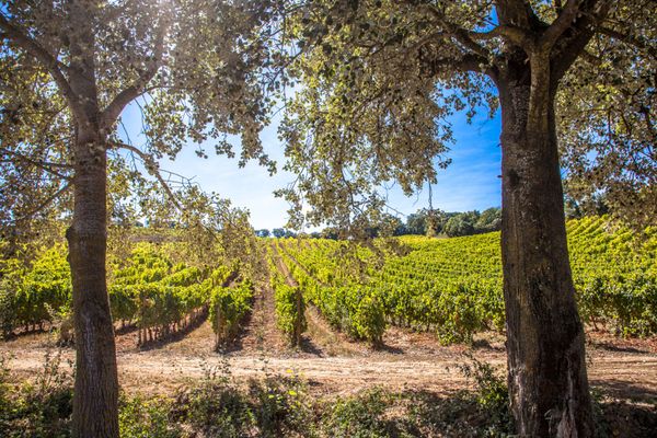 Cas’Amaro and Quinta de Chocapalha