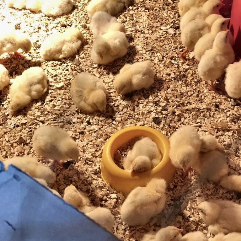 Naposcsibék gondozása (nyomtatható hőmérséklet táblázattal)