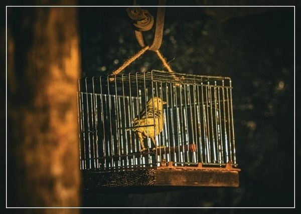 Canary in a coalmine. 