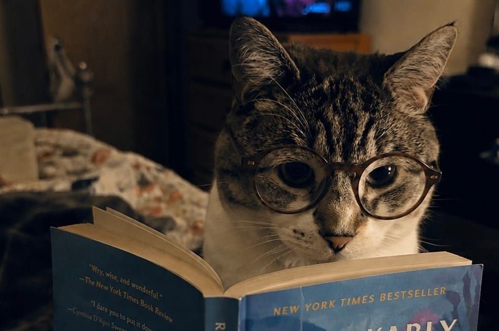 The Amazing Literary Adventures of Amber and Eleanor the Cat / Remarkably Bright Creatures