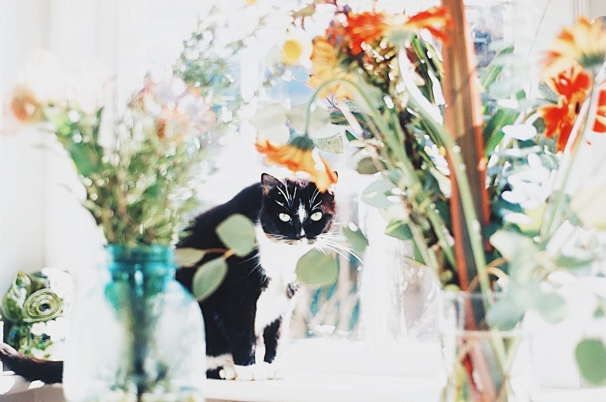 Two Procedures That Change the Course of Your Pet's Life