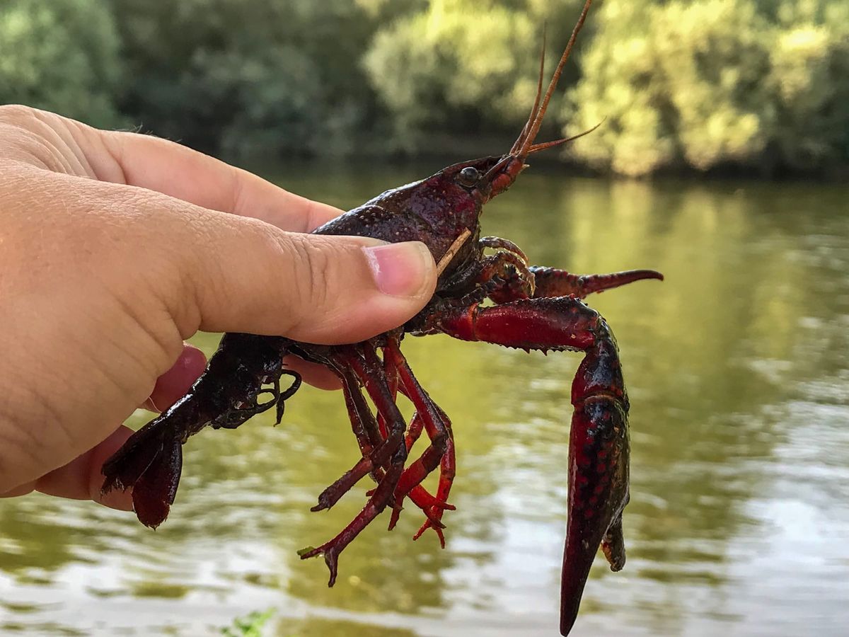 Crawdad Fest celebrates 20 years