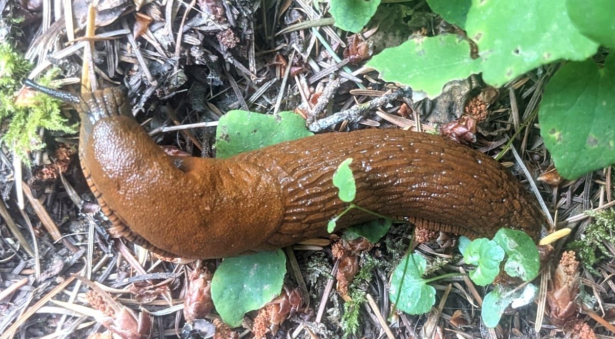 All About Banana Slugs