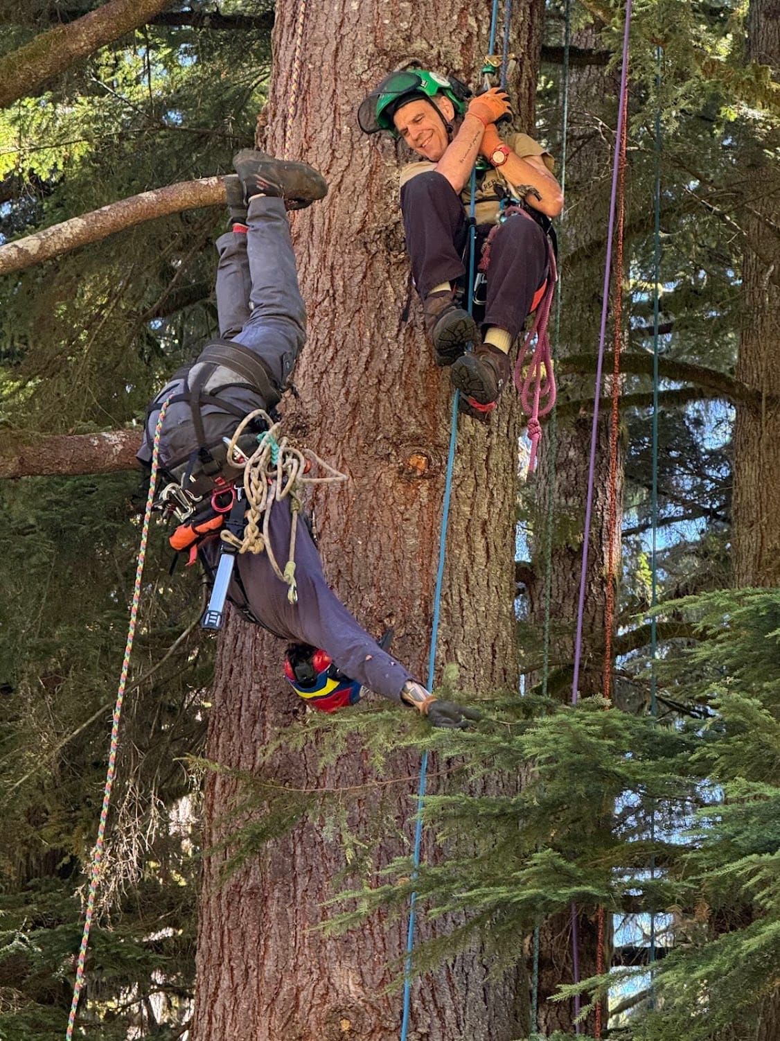 What the Forest Knows About Getting Along