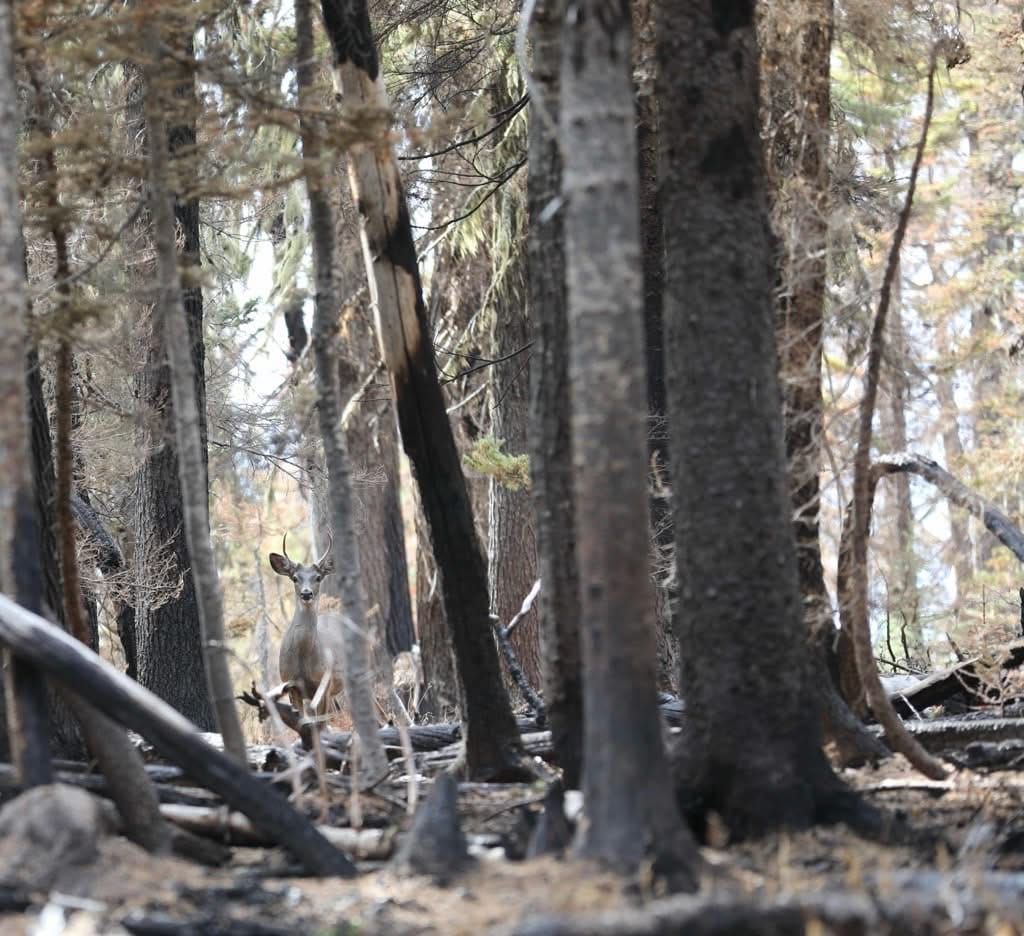 The Grasshopper Fire