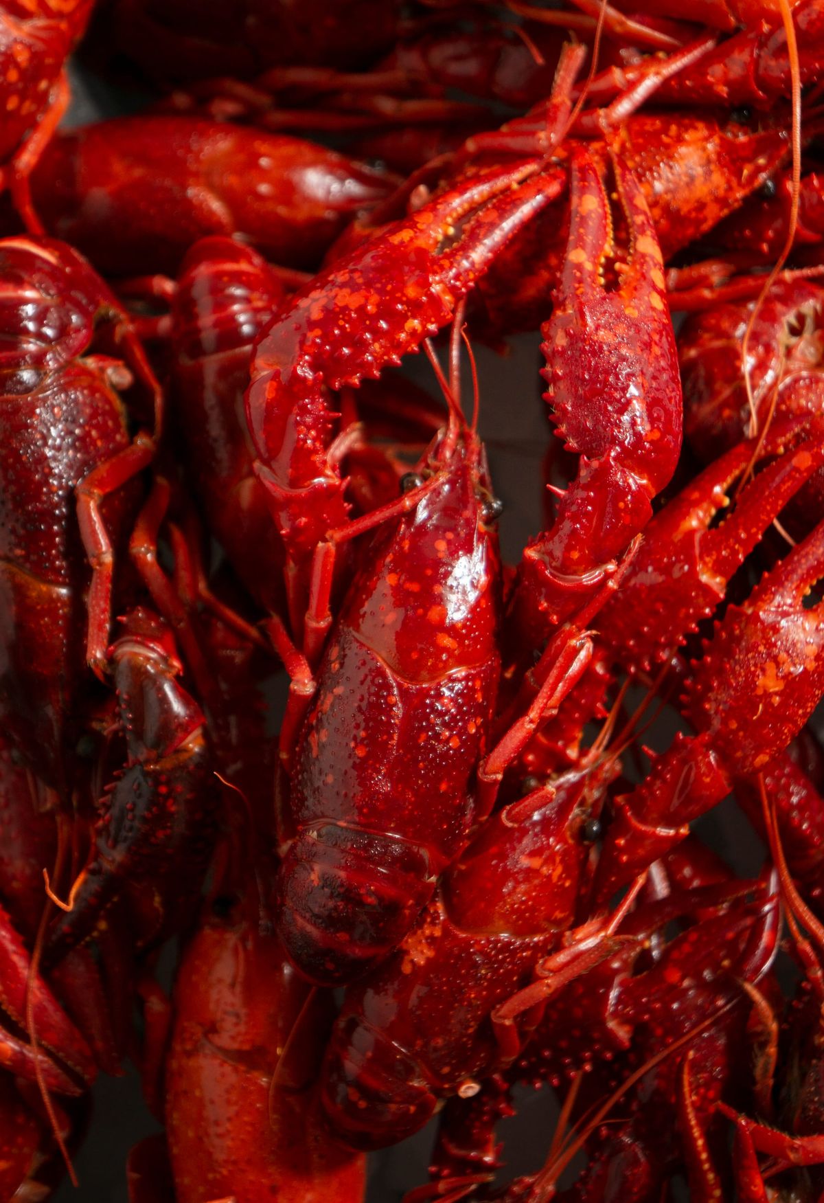Crawdad Fest Celebrates 20 Years