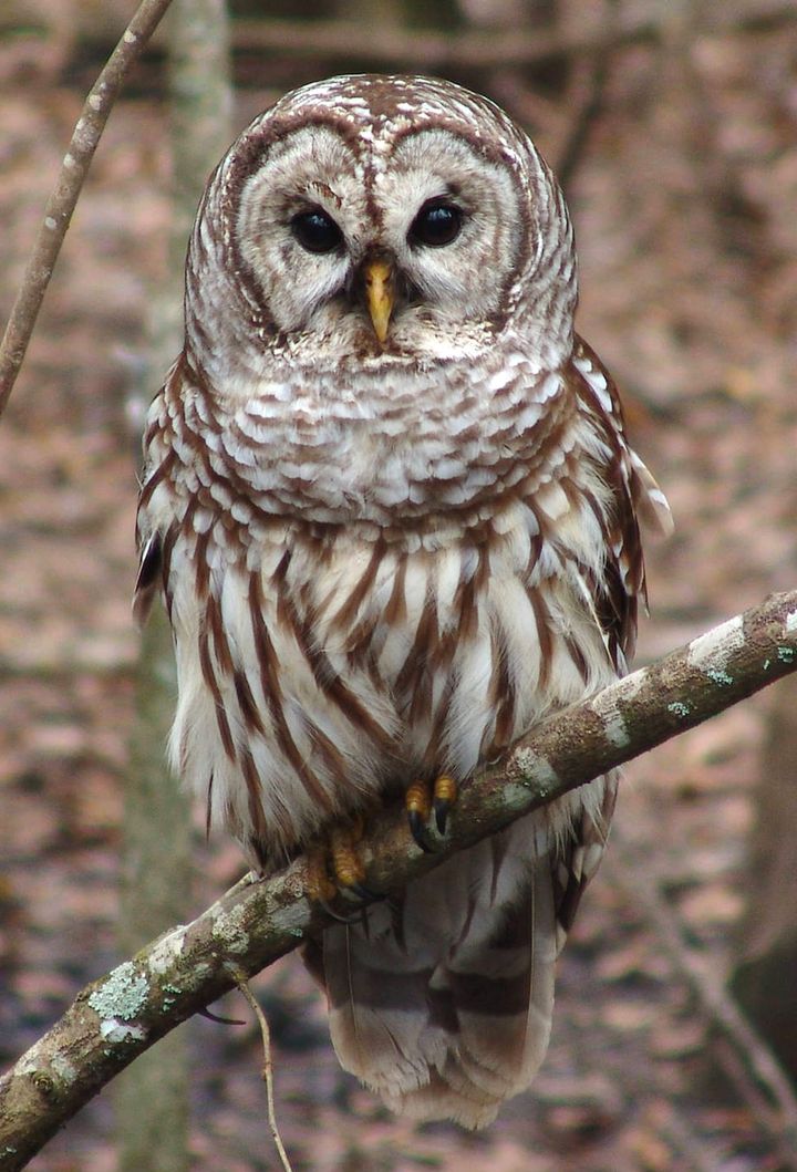 Save Spotted Owls At Any Cost?