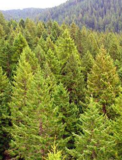 What Forests Teach Us About Time
