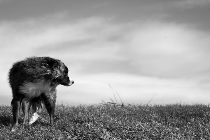 Summer heat and hidden hazards: protecting your animals