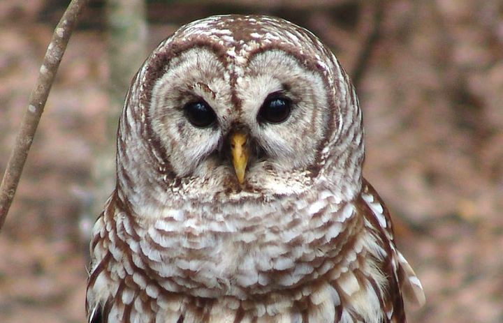 Save Spotted Owls At Any Cost?
