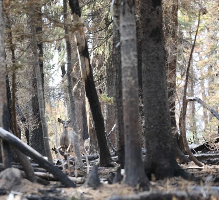 The Grasshopper Fire