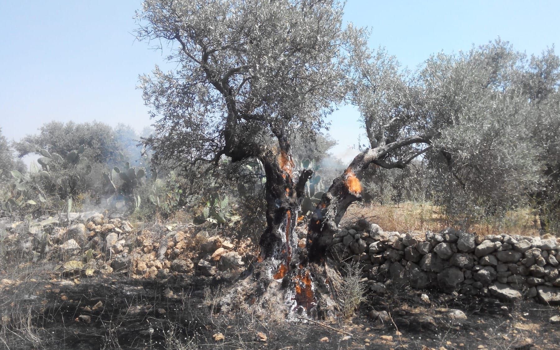 The ADL's Descent And The Trajectory of Zionism