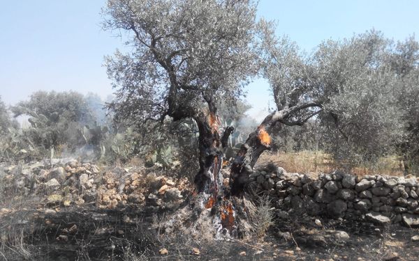 The ADL's Descent And The Trajectory of Zionism