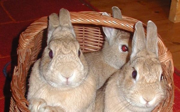 Three Hops To Your Doom