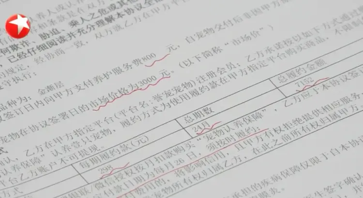 800元买猫背上近8000元24期分期“猫贷”，市场监管部门已介入调查