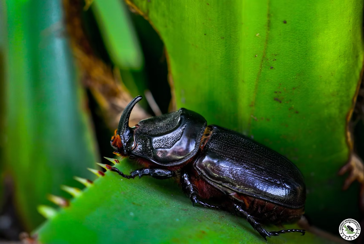 Is Oʻahu losing the battle against the coconut rhinoceros beetle?