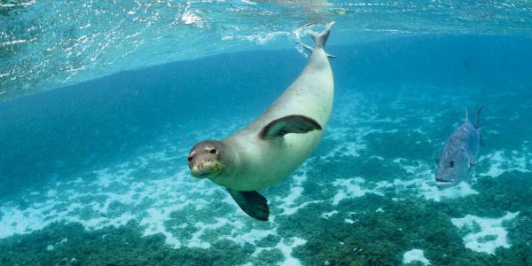 ʻŌiwi leaders call for stronger protections for Papahānaumokuākea