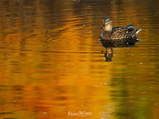 Challenge Accepted: A Month with OM System's Flagship Gear