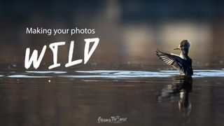 WILD: Four Principles That Will Make Every Wildlife Photo Better