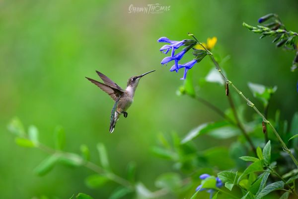 A Bench, a Tripod, and a Few Hummingbirds