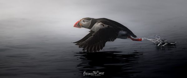 Chasing Puffins in the Fog: A Lesson in Letting Go