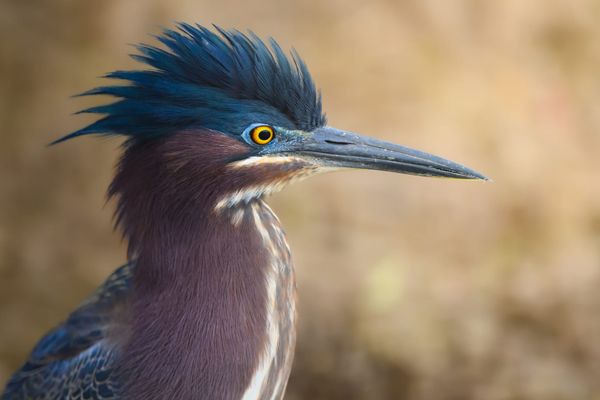 Review: The Nikon Z 600mm f/4 TC