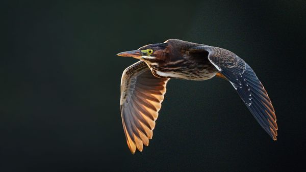 Taming the Noise: Why High ISO Isn’t a Dealbreaker Anymore