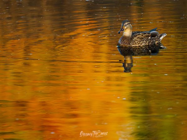 Challenge Accepted: A Month with OM System's Flagship Gear