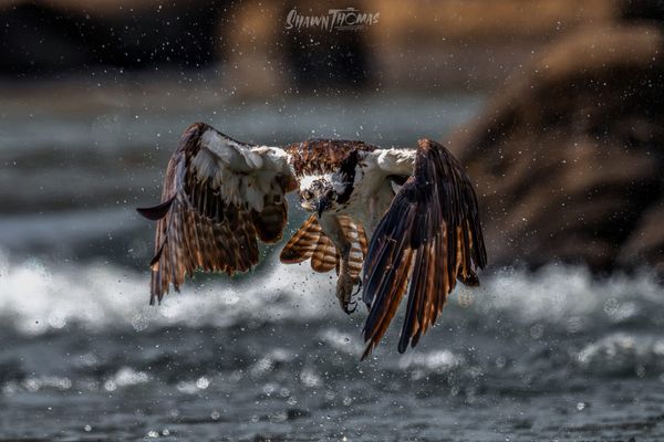 WILD: Four Principles That Will Make Every Wildlife Photo Better